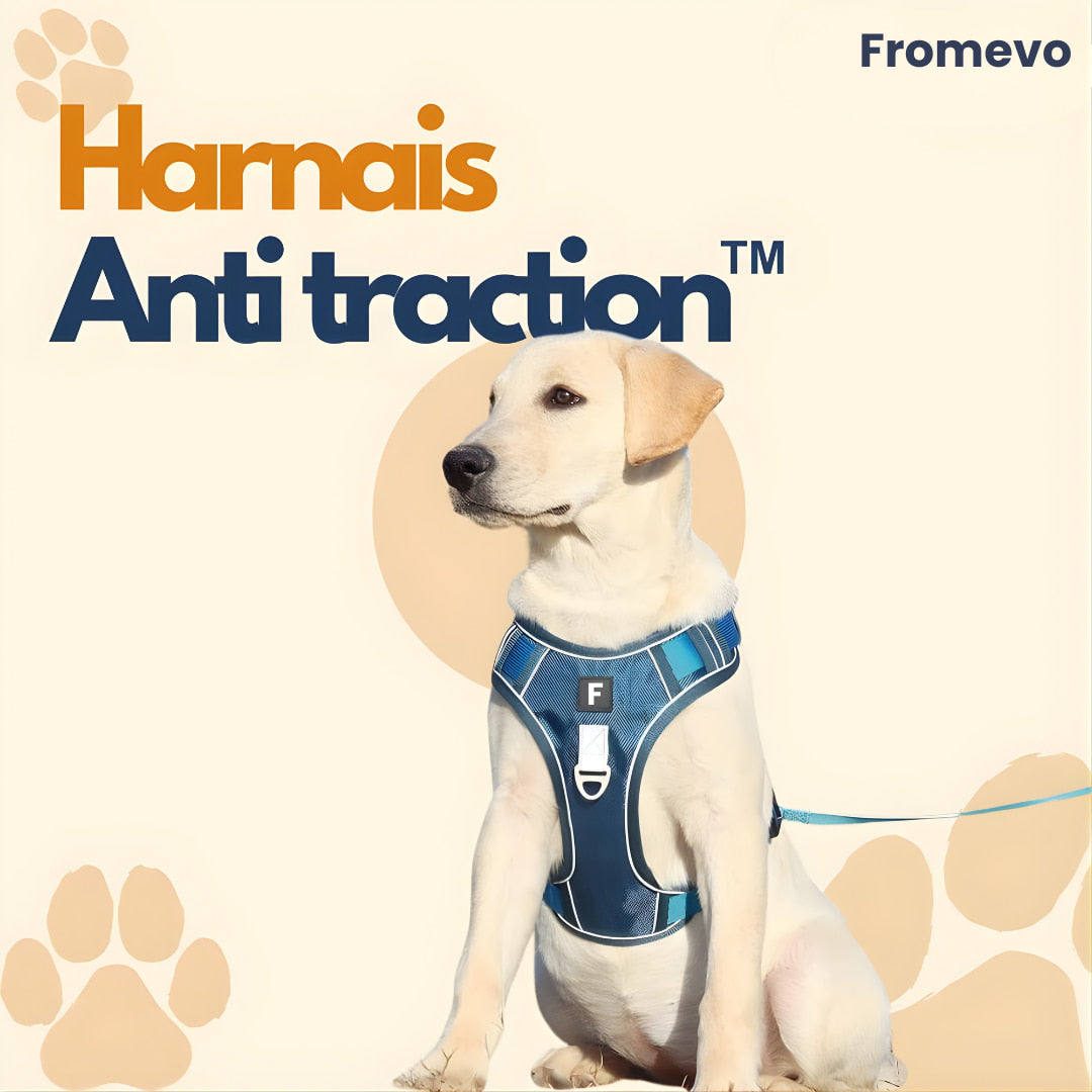 Harnais chien anti traction