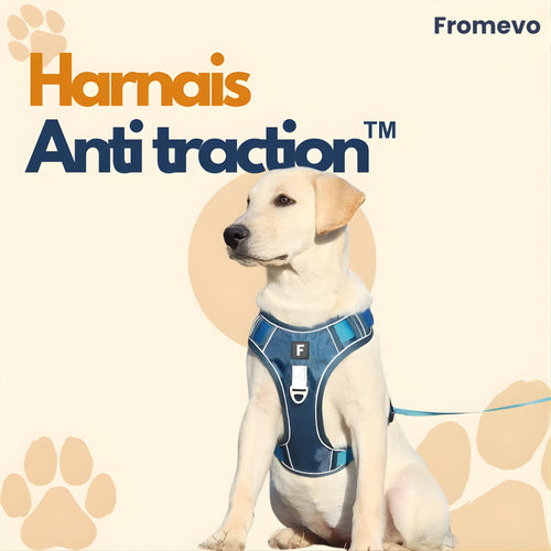 Harnais chien anti traction