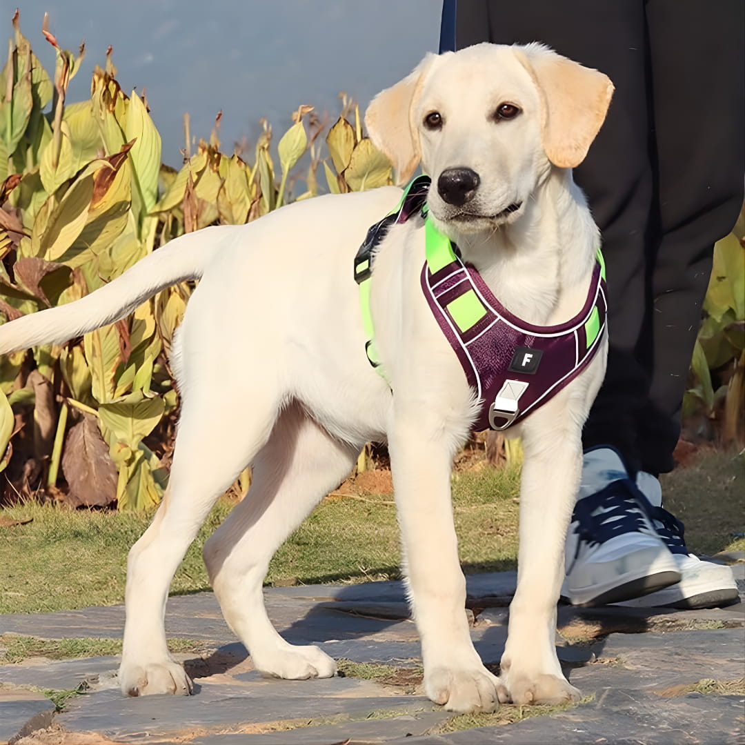 Harnais chien anti traction