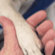 CoupeSafe – Des griffes sans risque ni stress